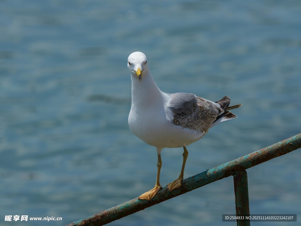 海鸥立于栏杆眺望大海