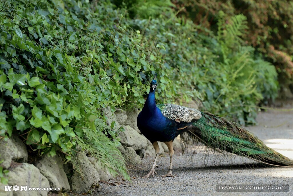 漫步小径的美丽孔雀
