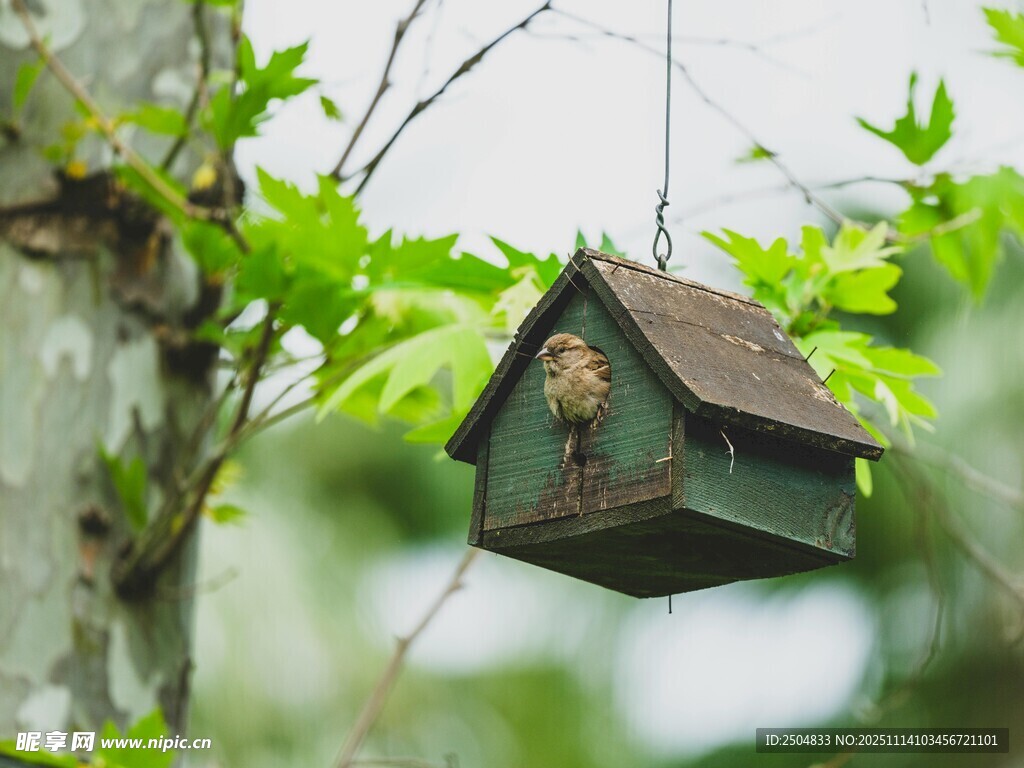 悬挂于枝头的精致鸟舍
