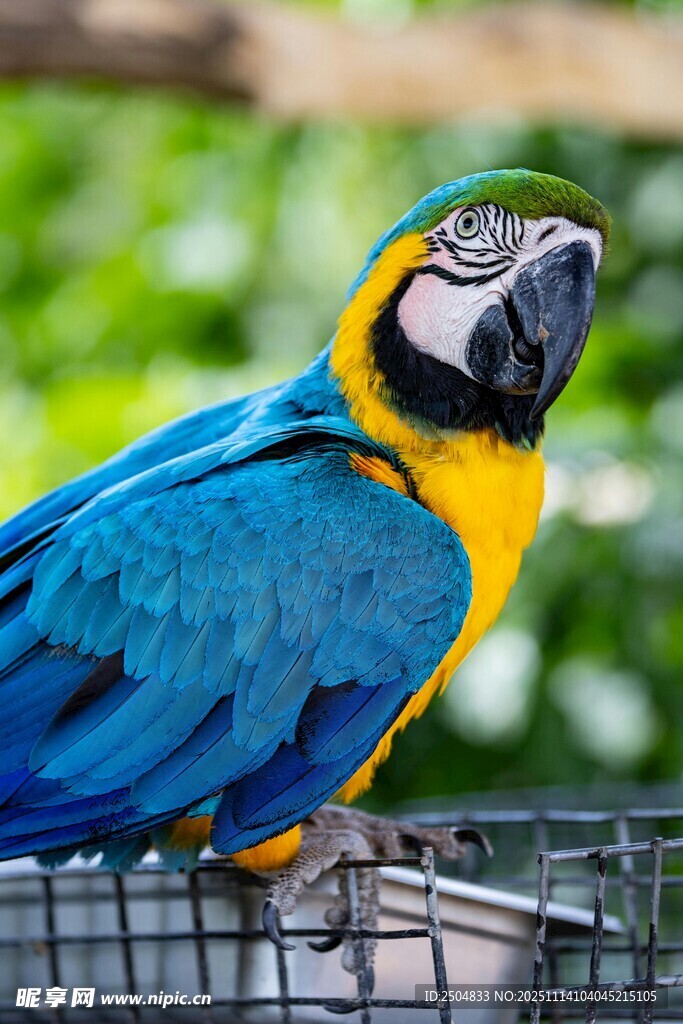 蓝黄相间鹦鹉栖于笼边