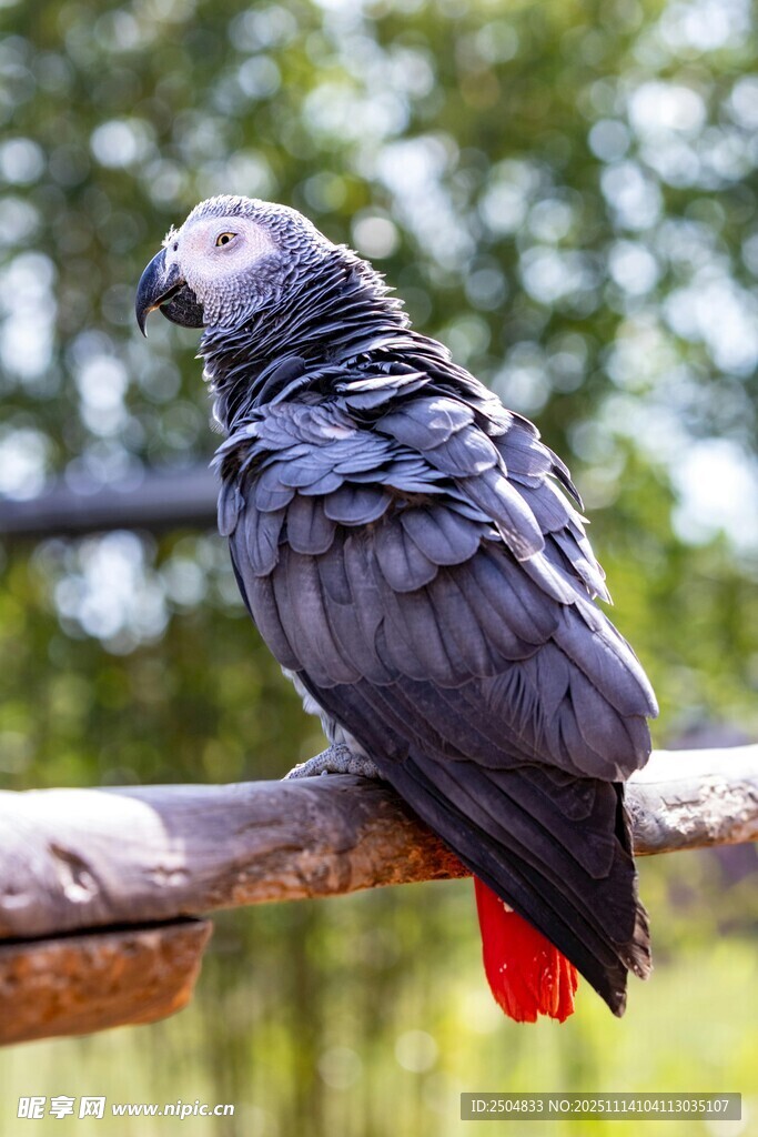 灰鹦鹉栖息于木杆上