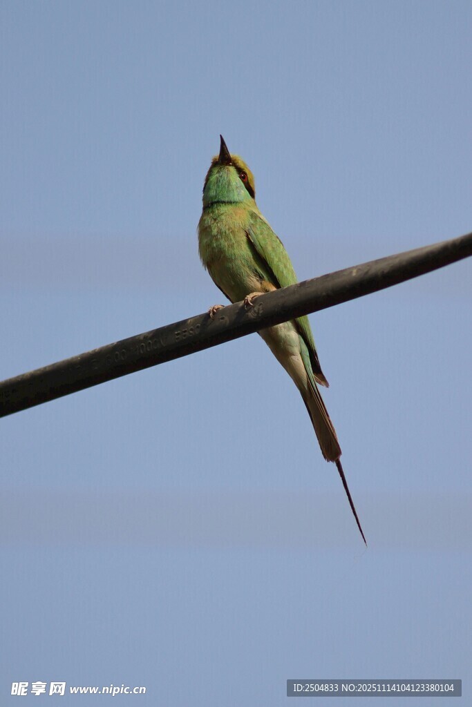 绿羽长尾鸟栖息于杆上