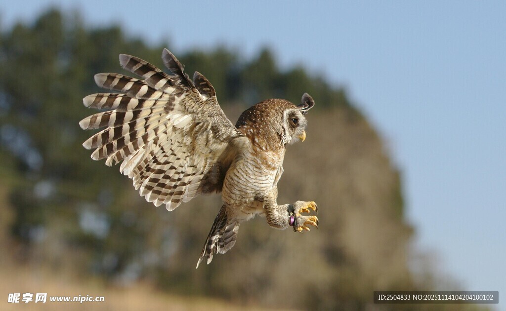 翱翔的猫头鹰