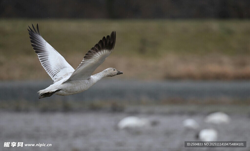 飞翔的白鸟
