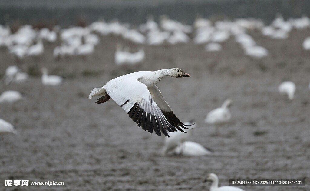 雪雁展翅飞翔于鸟群中