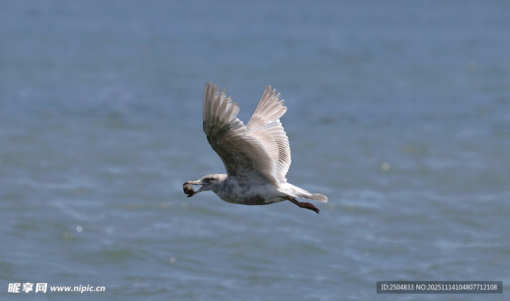 海面上展翅飞翔的鸟