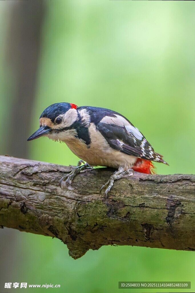 树枝上的多彩啄木鸟