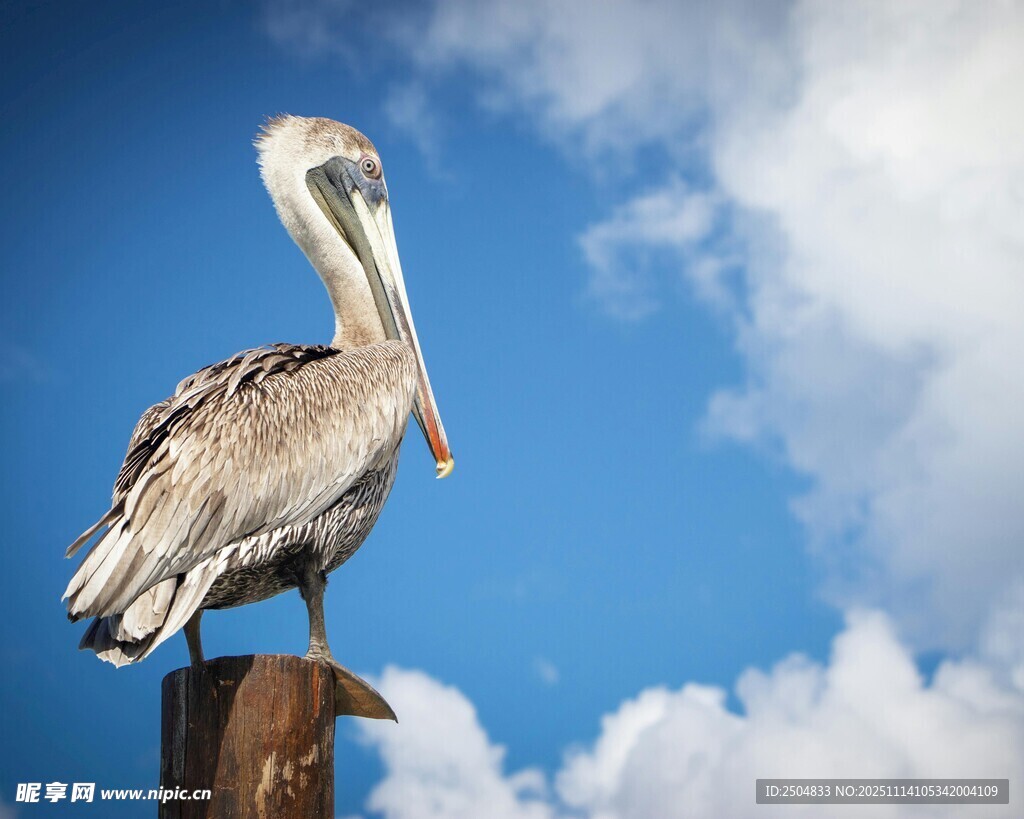 鹈鹕立于木桩 蓝天白云相伴