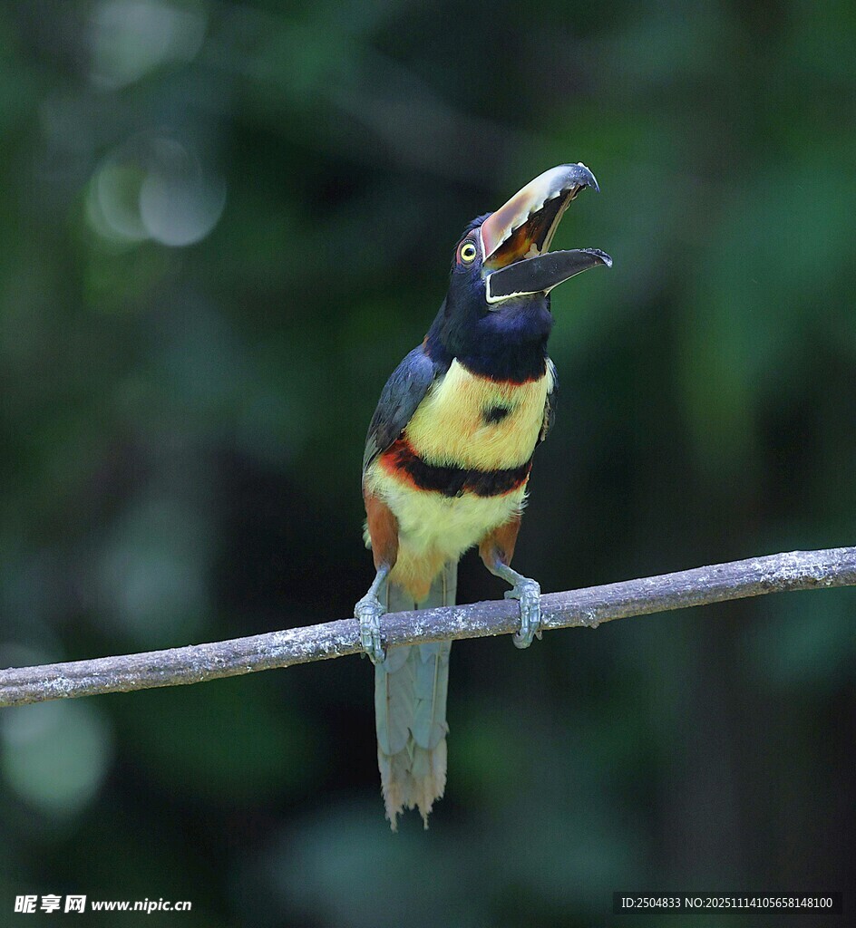 多彩小鸟栖于细枝