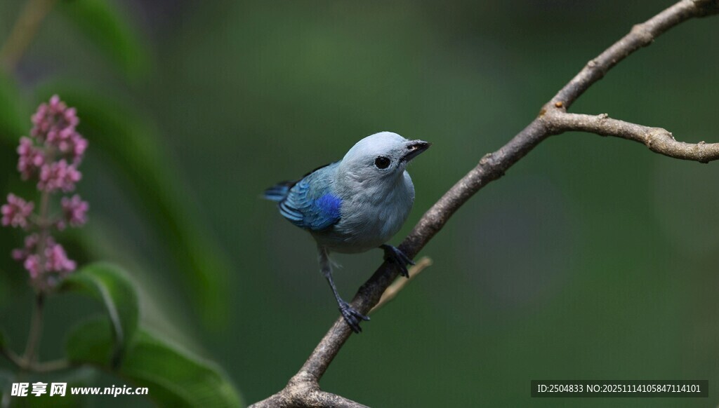 蓝鸟栖于花枝间