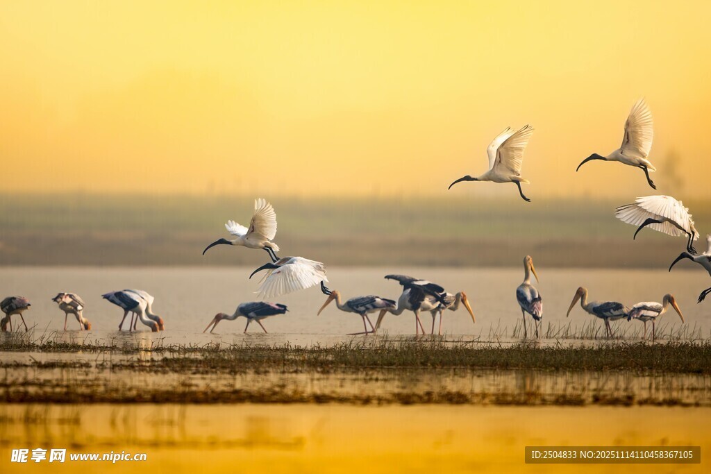 夕阳下群鸟飞翔的湿地景观