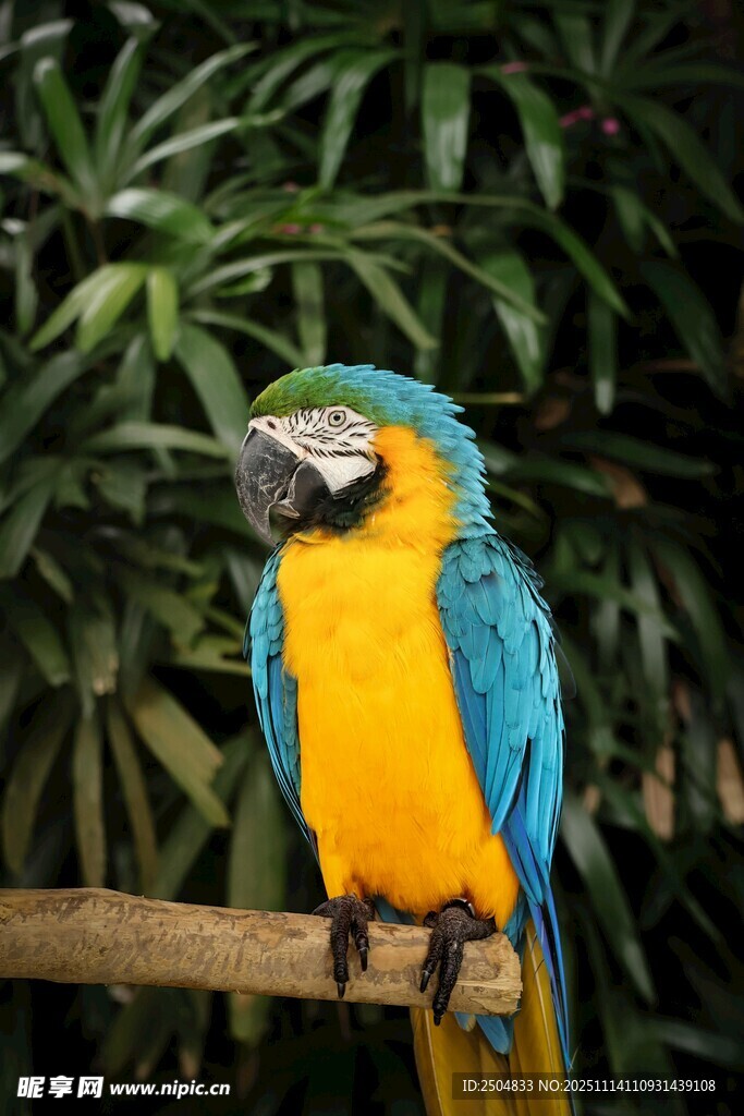 蓝黄鹦鹉栖息于枝头