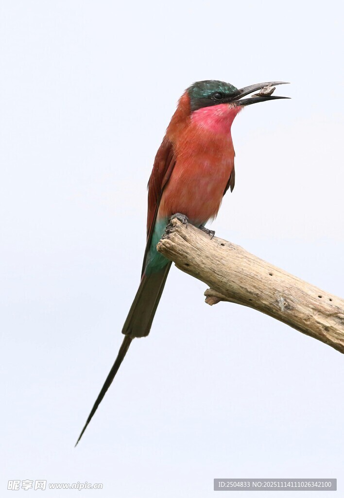 红羽蜂虎栖于枝头