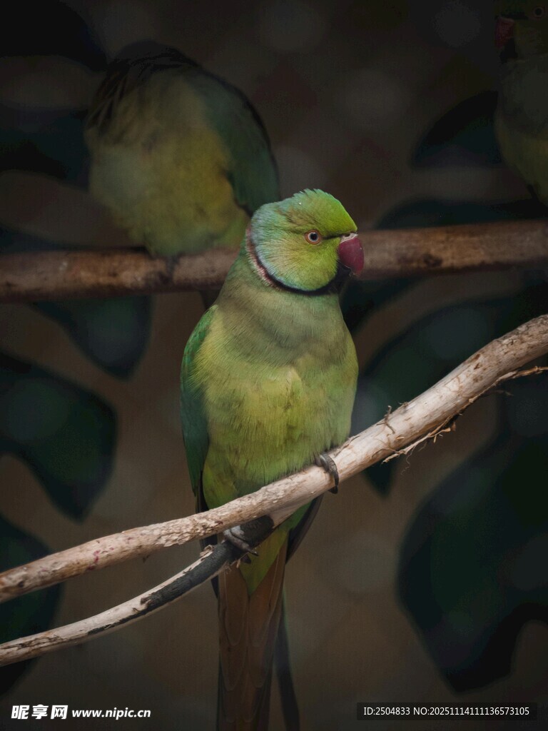 枝头绿鹦鹉