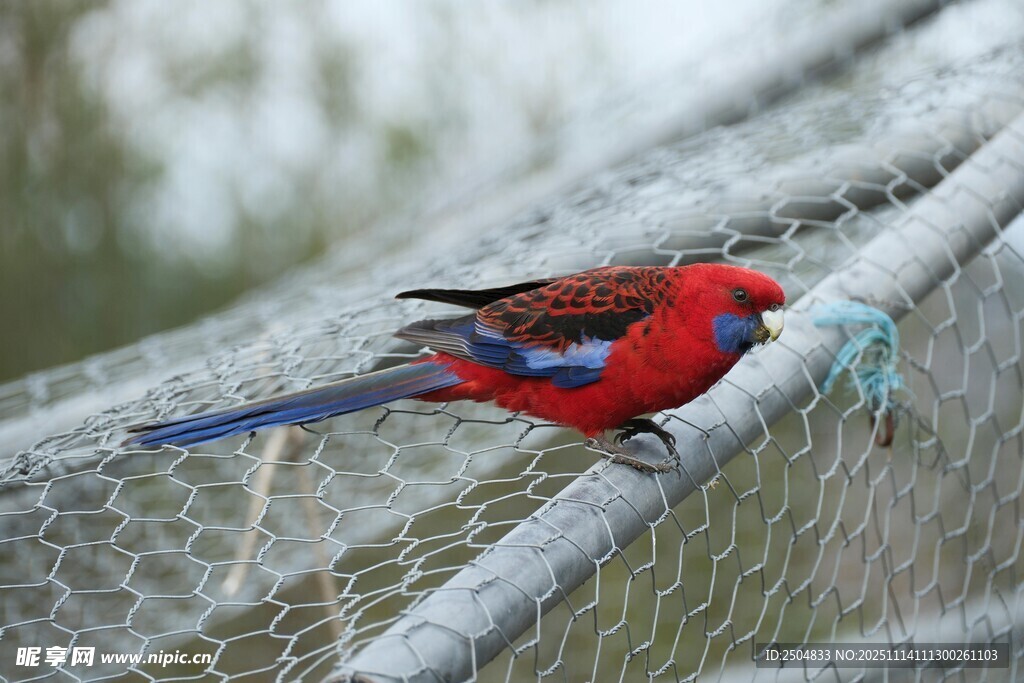 红羽鸟栖息于网状围栏上