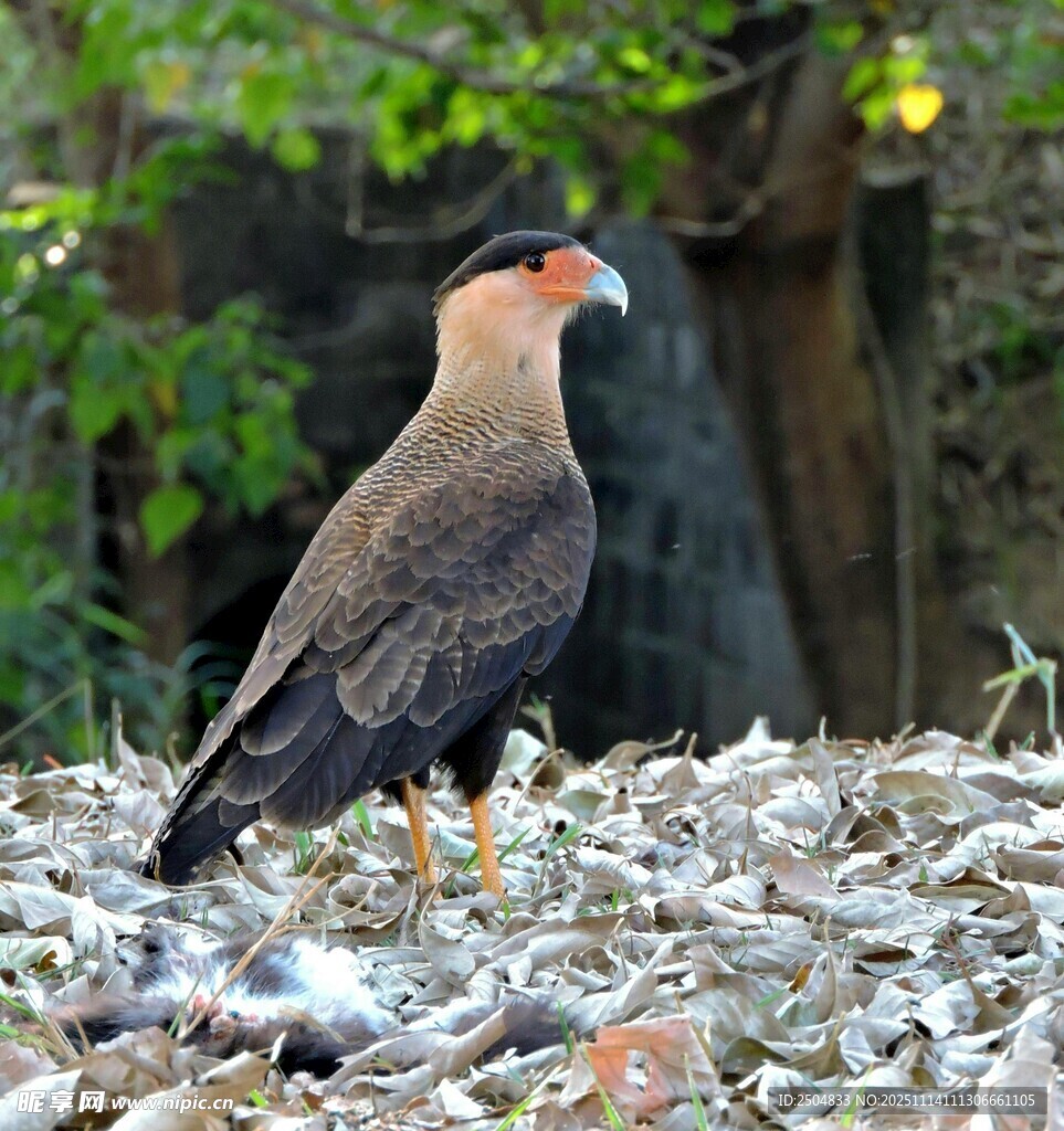 站立于碎石上的棕黑色飞鸟
