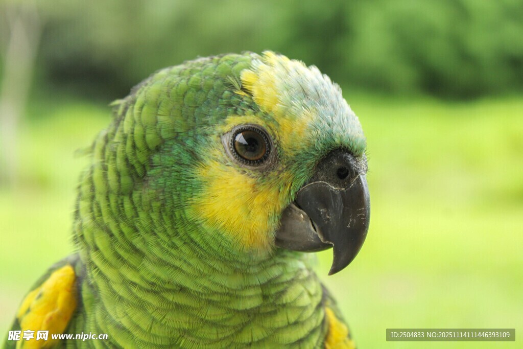 绿黄相间鹦鹉特写