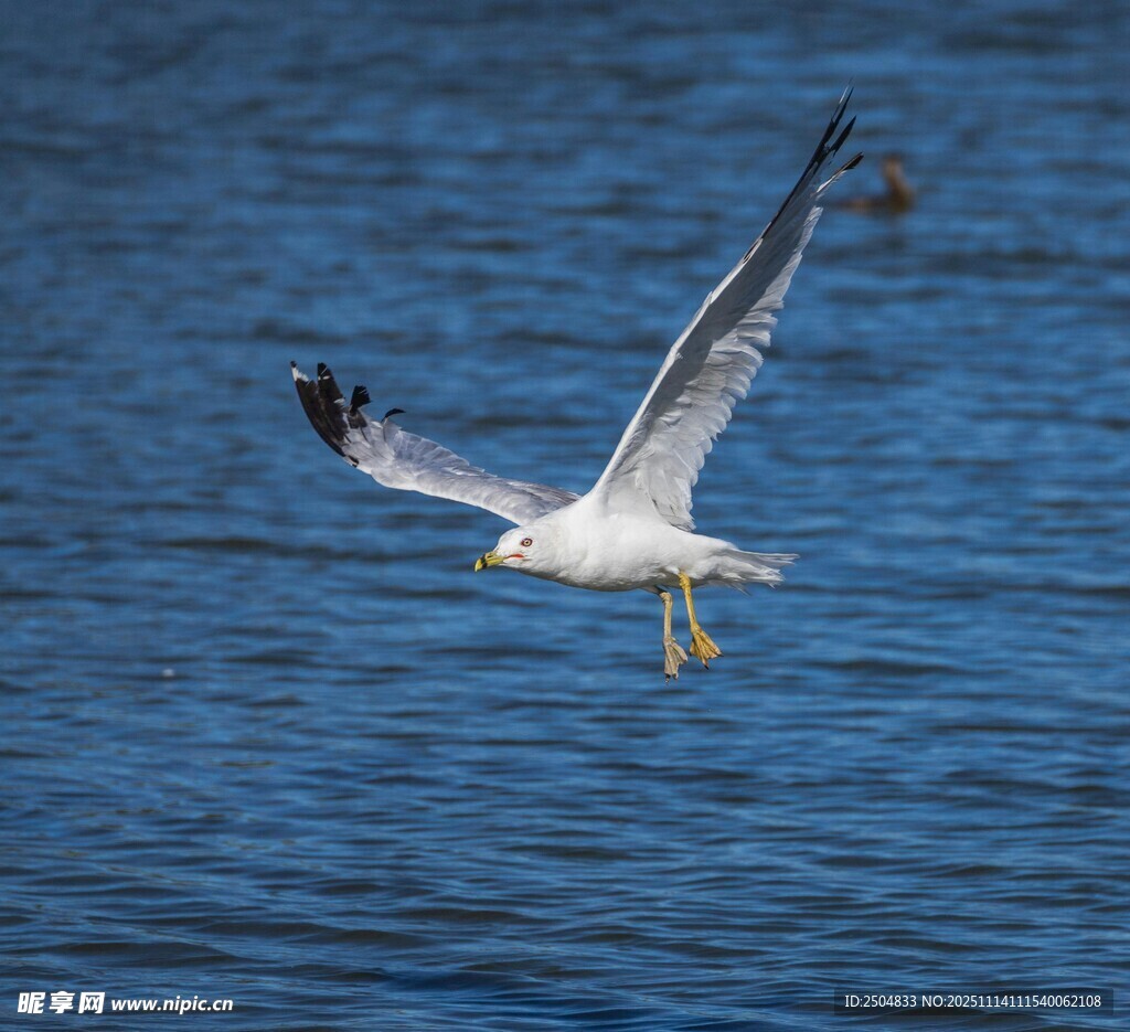海鸥翱翔于蓝色海面