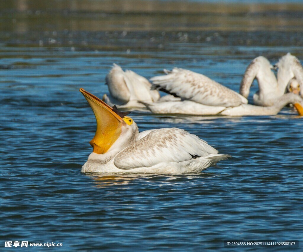 水中鹈鹕群