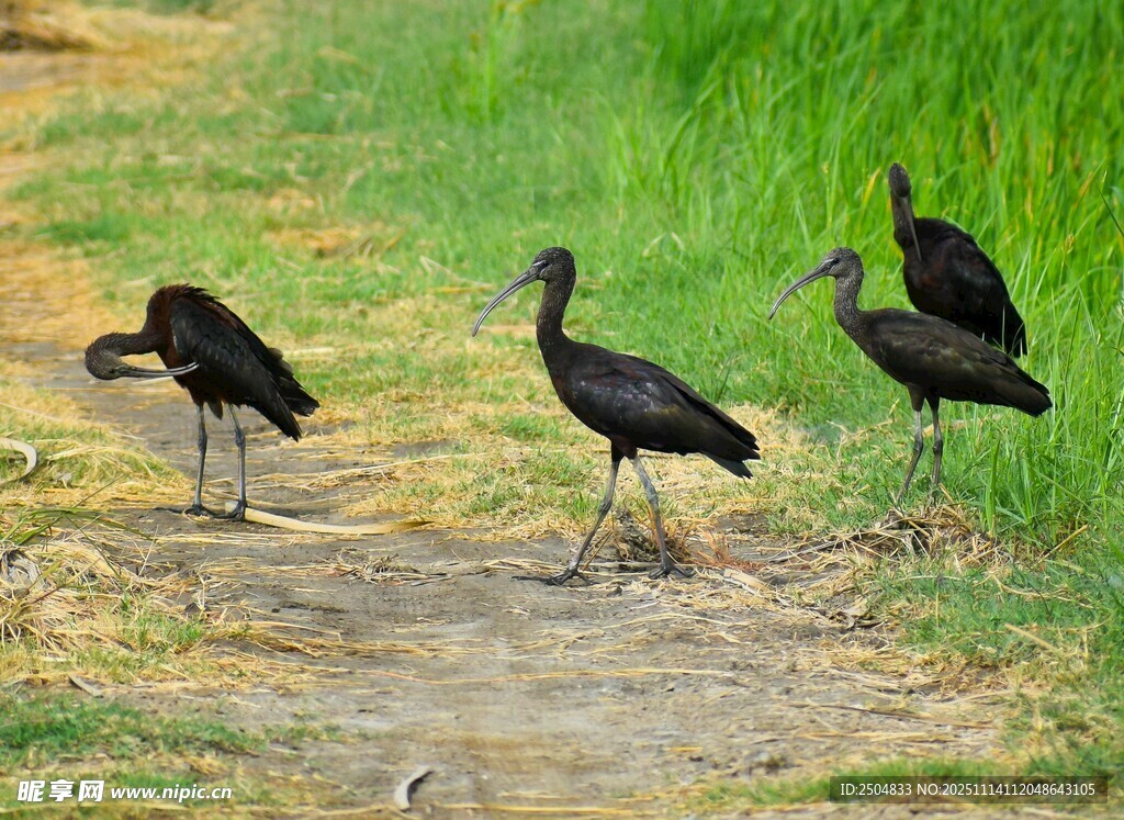 湿地边的黑鹳群