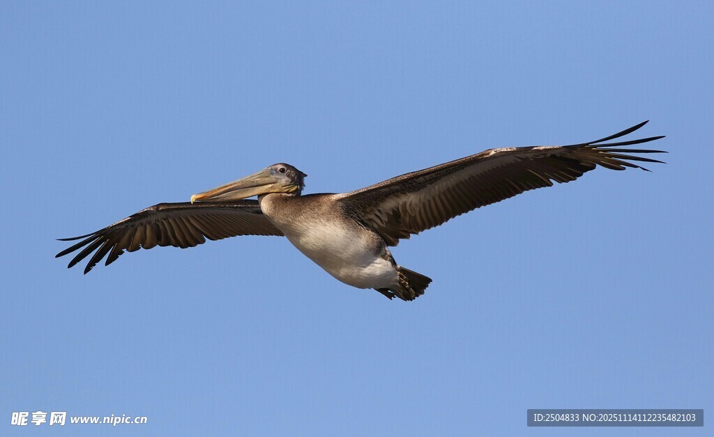 翱翔蓝天的鹈鹕