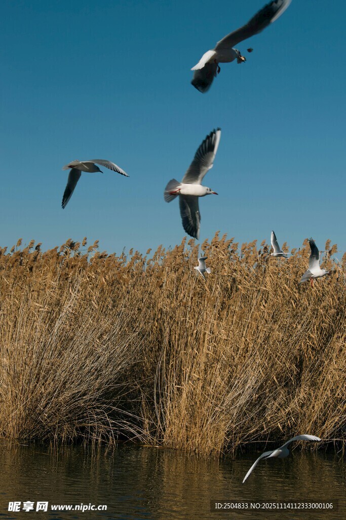 芦苇畔飞鸟翔集美景