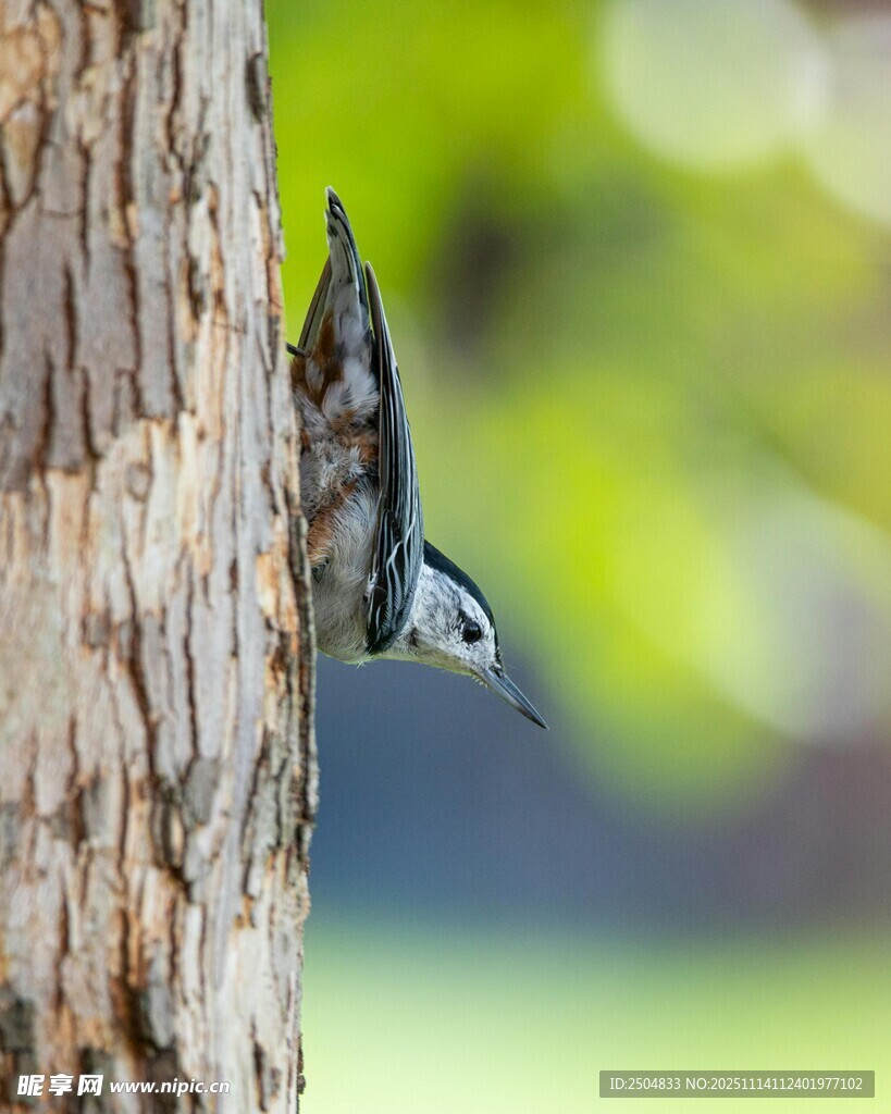 啄木鸟于树干专注觅食