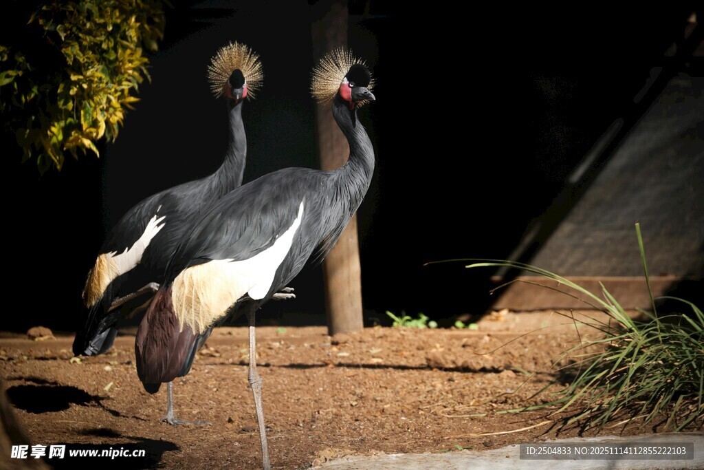 优雅灰冕鹤站立于地面