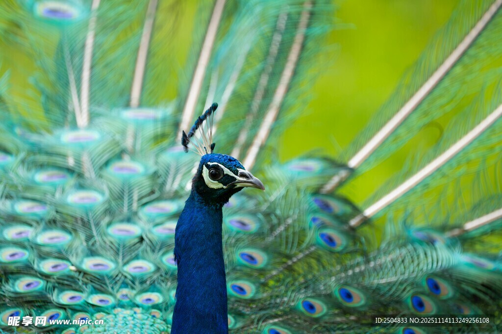 开屏的美丽蓝孔雀