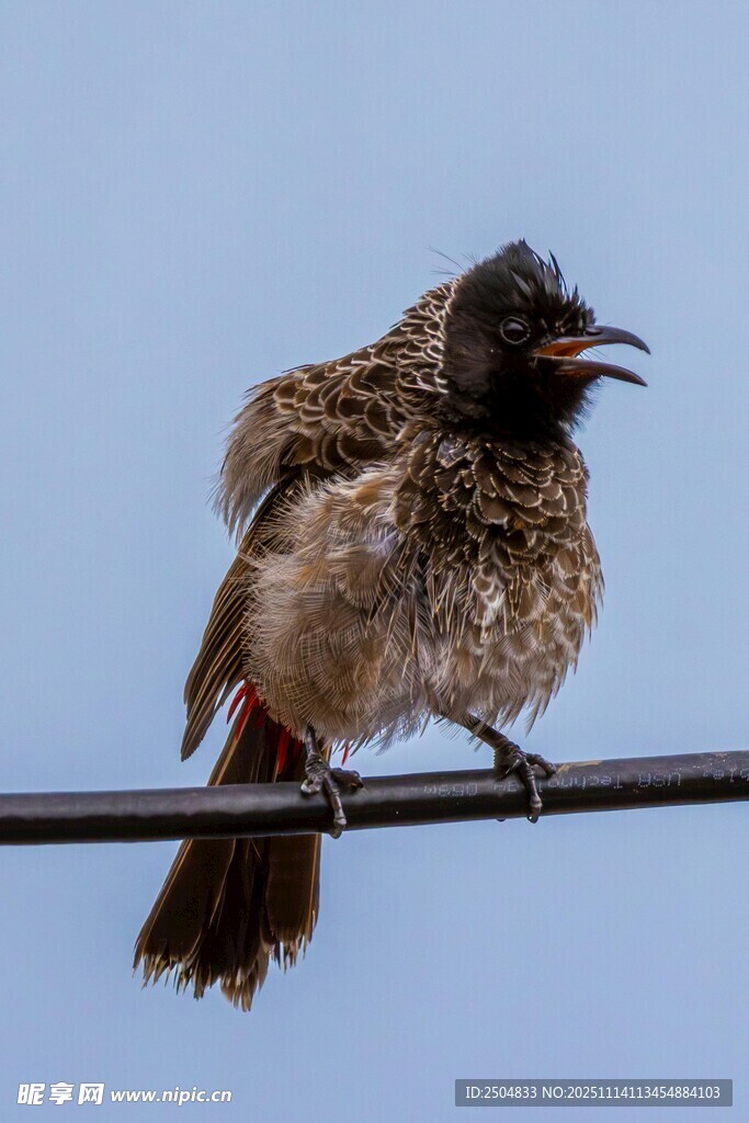 枝头小鸟张嘴姿态灵动