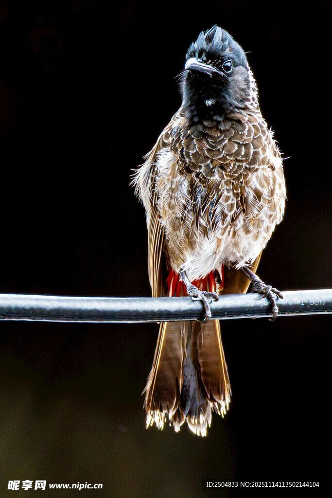 站在电线上的带环小鸟