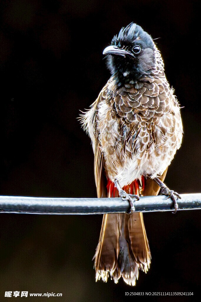 栖息于杆上的小鸟