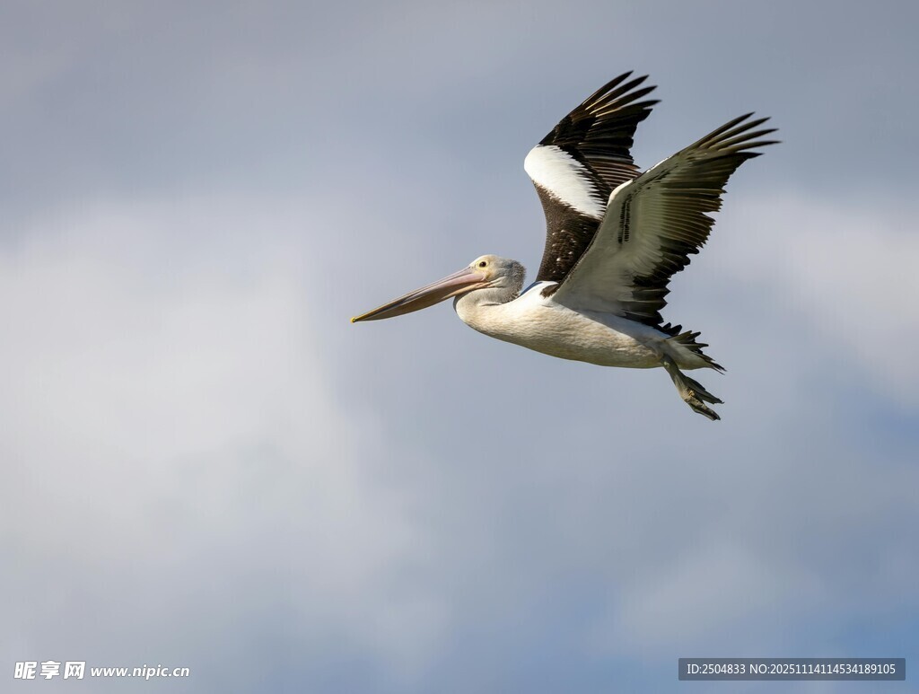 翱翔天际的鹈鹕