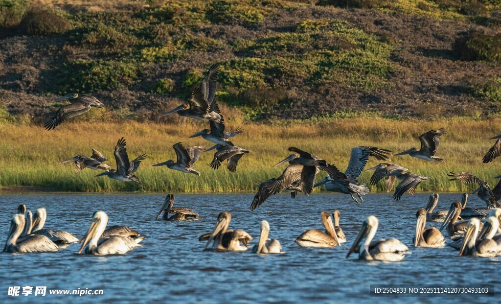 群鹈鹕于水域上空飞翔