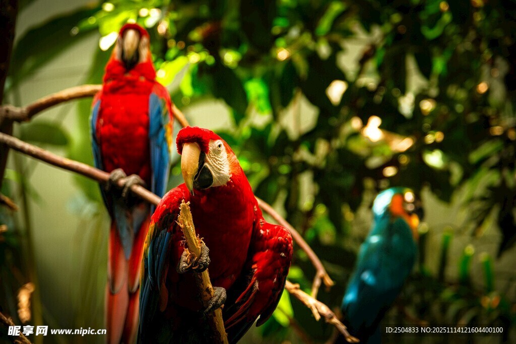 枝头艳丽鹦鹉