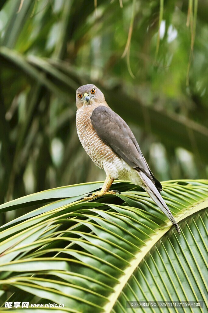 栖息于绿叶上的小鸟