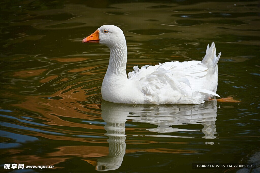 白鹅水中 