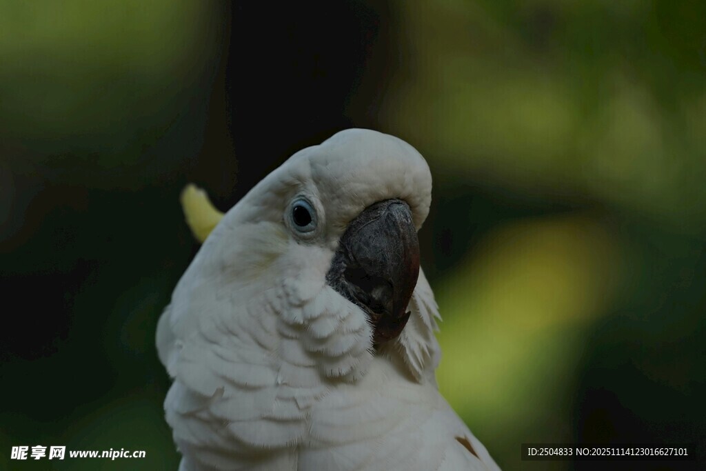 可爱白鹦鹉特写