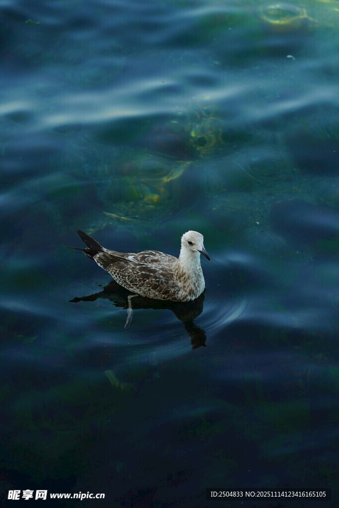 水中独 的海鸥