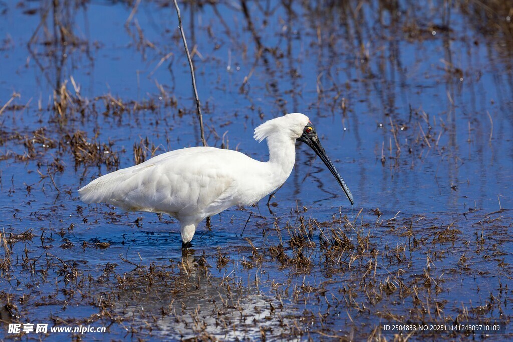 湿地中的长嘴白鸟