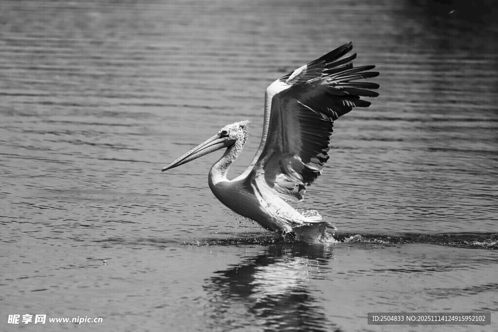 鹈鹕于水面展翅瞬间