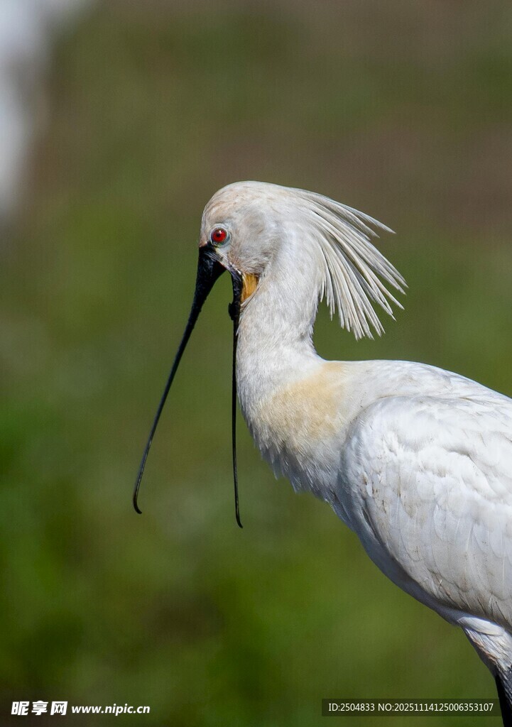 优雅白琵鹭特写
