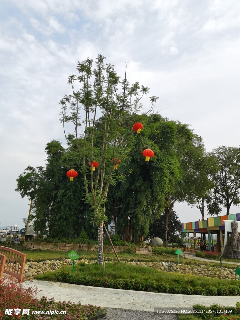 绿树间悬挂的喜庆红灯笼