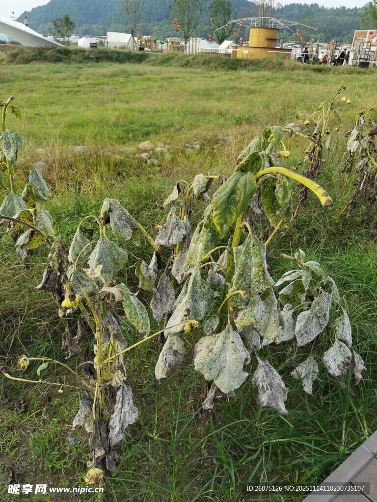 枯萎的农田作物景象