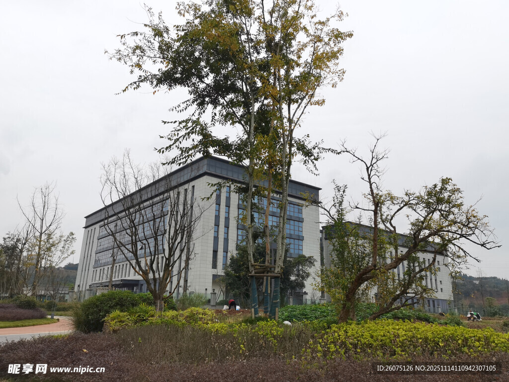 现代建筑旁的繁茂大树