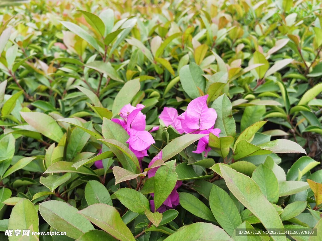 绿叶丛中绽放的娇艳粉花