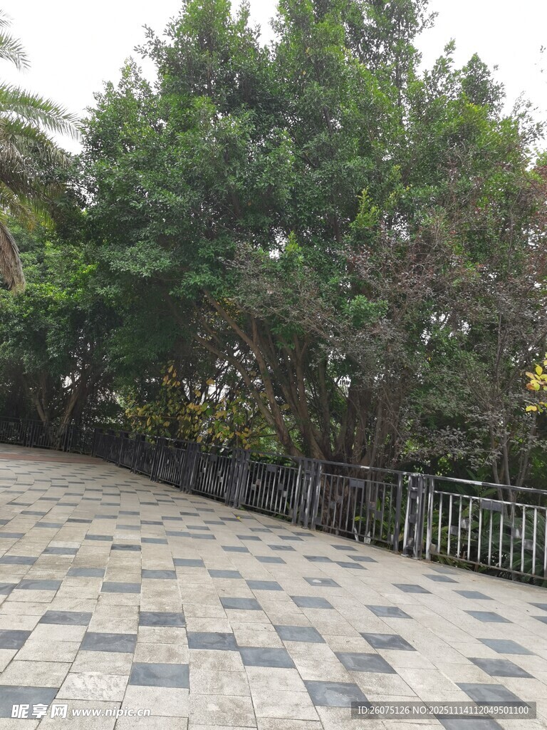 林间铺砖步道绿意盎然