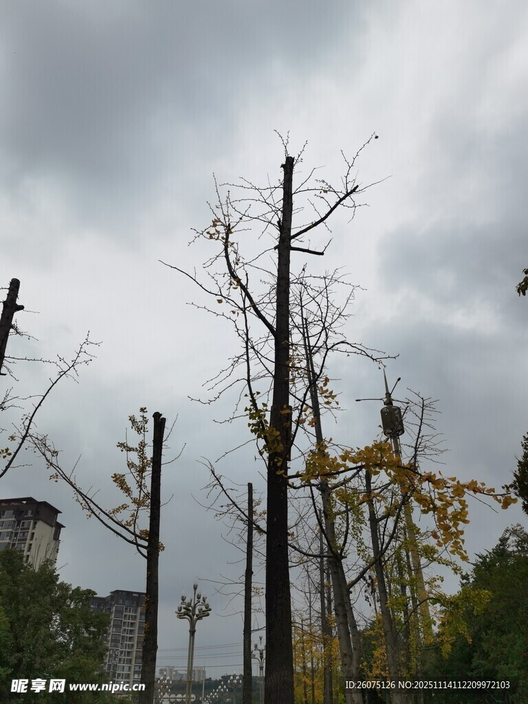 枯树挺立在阴沉天空下