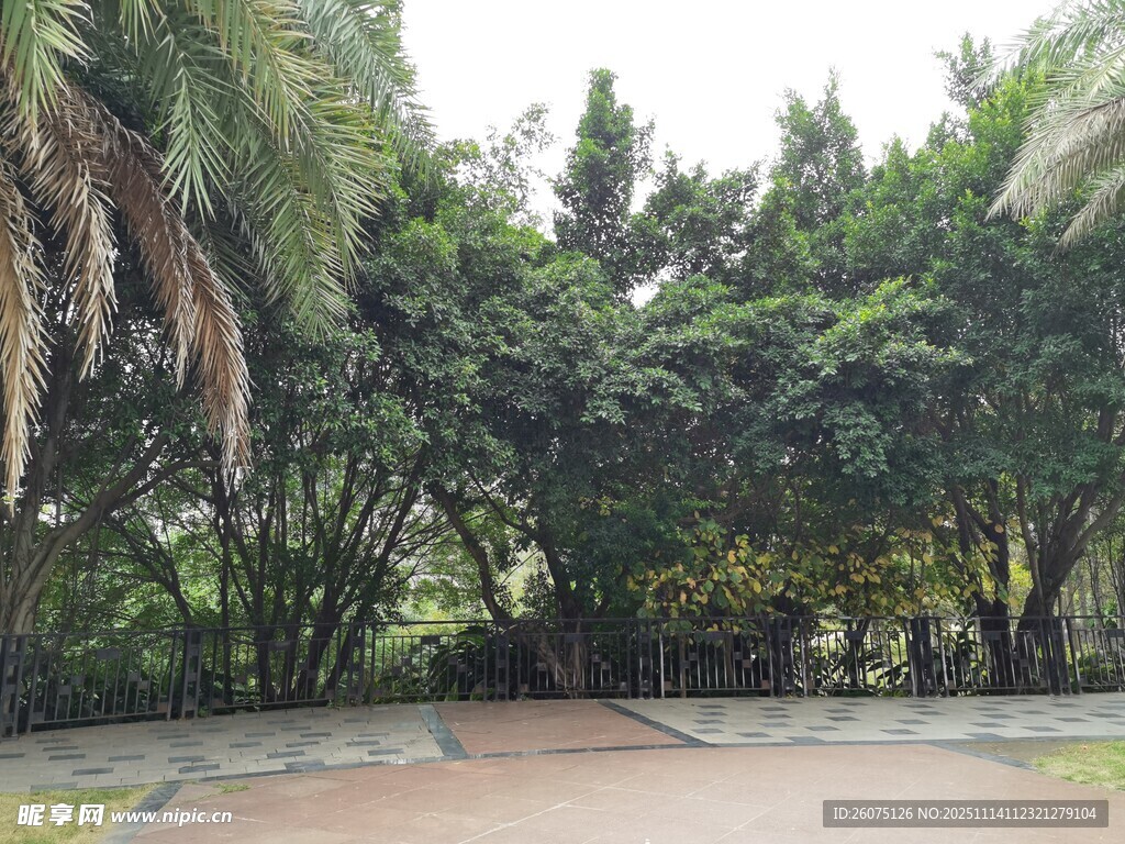 林间幽静小道绿意盎然