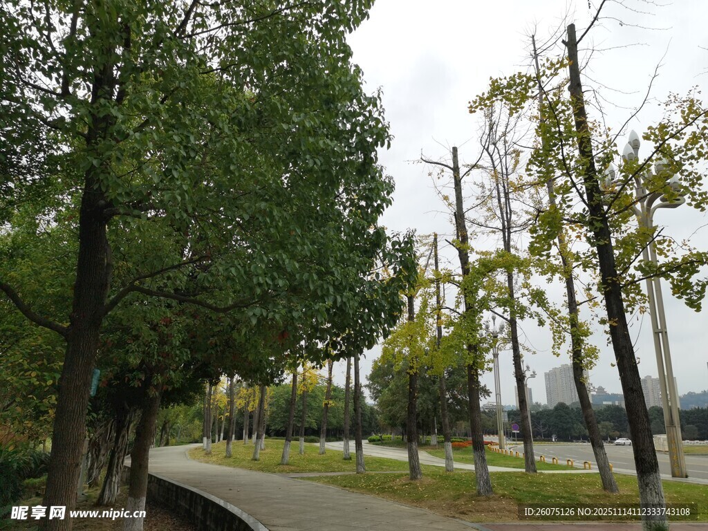 林荫小道静谧的户外风光